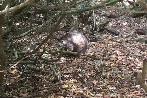 Cruise Ship Excursion: Stanley - Sunshine Coast Tourism 13