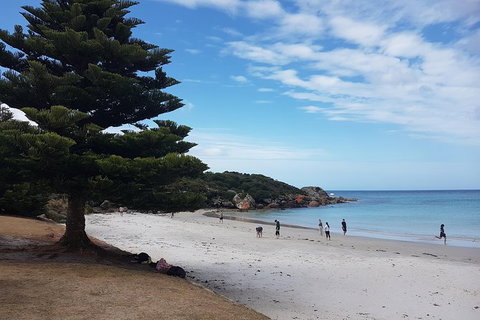 Cruise Ship Excursion: Stanley - Sunshine Coast Tourism 21