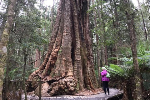 Cruise Ship Excursion: Stanley - Sunshine Coast Tourism 11