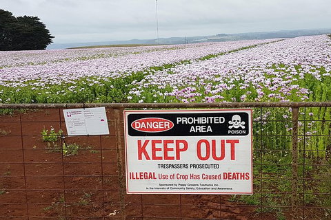 Cruise Ship Excursion: Stanley - Sunshine Coast Tourism 23