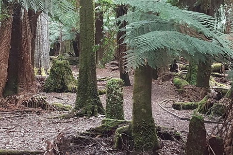 Cruise Ship Excursion: Stanley - Sunshine Coast Tourism 8