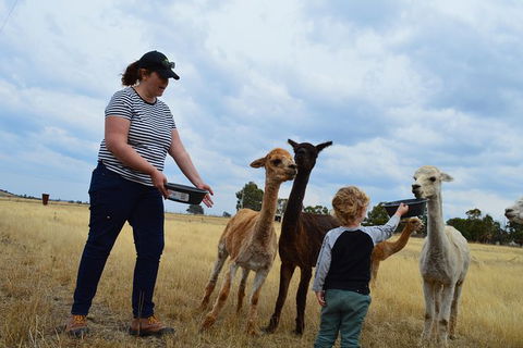 Alpaca Farm Tours With Toffeemont - Sunshine Coast Tourism 4