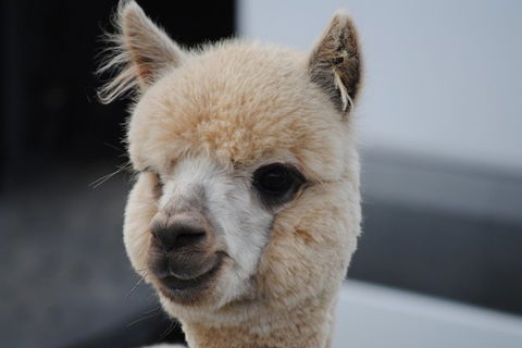 Alpaca Farm Tours With Toffeemont - Sunshine Coast Tourism 0