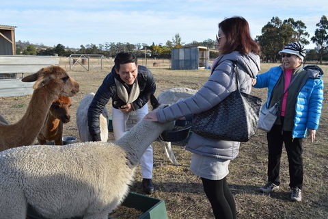 Alpaca Farm Tours With Toffeemont - Sunshine Coast Tourism 2