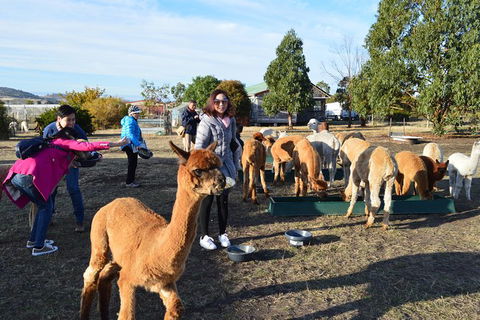 Alpaca Farm Tours With Toffeemont - Sunshine Coast Tourism 5