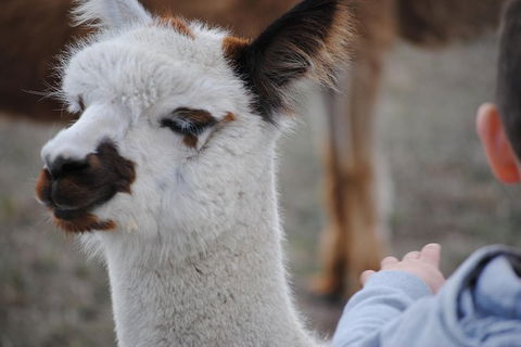 Alpaca Farm Tours With Toffeemont - Sunshine Coast Tourism 1