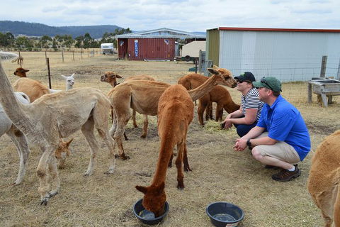 Alpaca Farm Tours With Toffeemont - Sunshine Coast Tourism 3