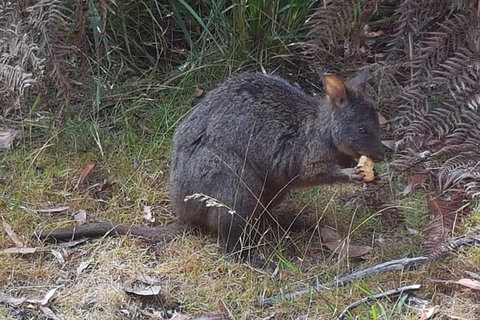 Cruise Ship Excursion: NW Tassie Coastal Explorer - Holiday Sunshine Coast 5