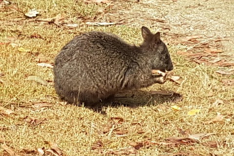 Cruise Ship Excursion: NW Tassie Coastal Explorer - Holiday Sunshine Coast 4