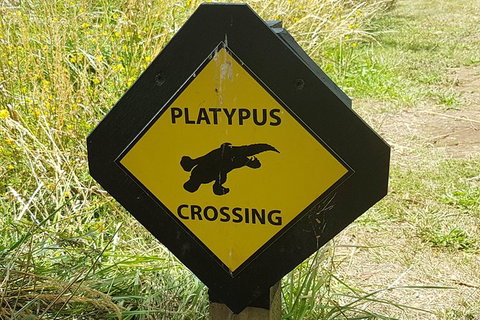 Cruise Ship Excursion: NW Tassie Coastal Explorer - Holiday Sunshine Coast 11