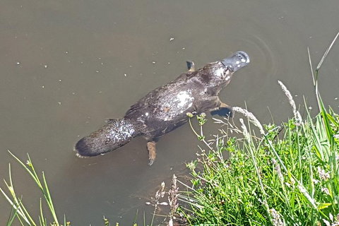 Cruise Ship Excursion: NW Tassie Coastal Explorer - Holiday Sunshine Coast 0