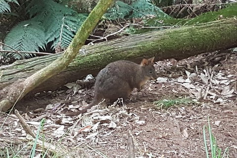 Cruise Ship Excursion: NW Tassie Coastal Explorer - Holiday Sunshine Coast 1