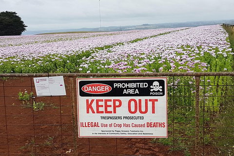 Cruise Ship Excursion: NW Tassie Coastal Explorer - Holiday Sunshine Coast 10