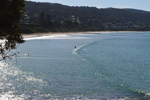 PRIVATE Great Ocean Road Tour And 12 Apostles With Wildlife Spotting - Sunshine Coast Tourism 6