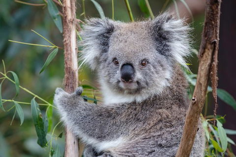 PRIVATE Great Ocean Road Tour And 12 Apostles With Wildlife Spotting - Sunshine Coast Tourism 7