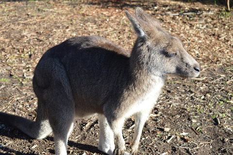PRIVATE Great Ocean Road Tour And 12 Apostles With Wildlife Spotting - Sunshine Coast Tourism 2