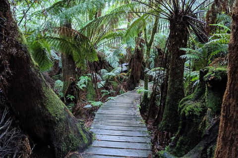 PRIVATE Great Ocean Road Tour And 12 Apostles With Wildlife Spotting - Sunshine Coast Tourism 8