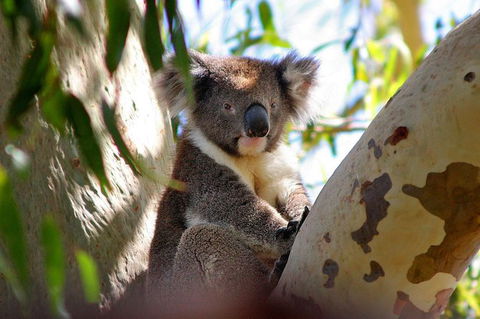 Private Great Ocean Road Full Day Tour - 1 Day Tour - Sunshine Coast Tourism 3