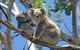 Cruise Ship Shore Excursion - Private Great Ocean Road Express Tour (9 Hour) - thumb 2