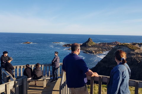 Phillip Island Private Experience - Holiday Sunshine Coast 24