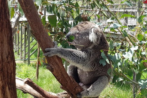 Phillip Island Private Experience - Holiday Sunshine Coast 3