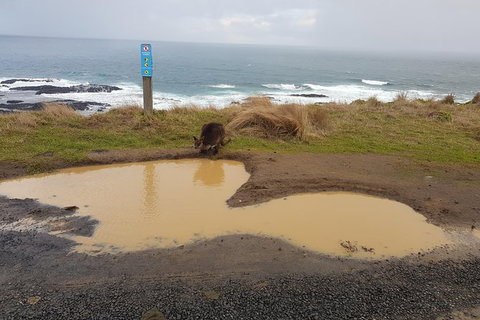 Phillip Island Private Experience - Holiday Sunshine Coast 2