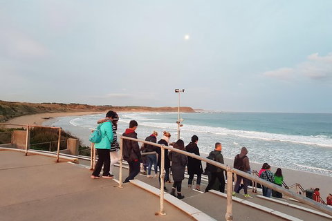 Phillip Island Private Experience - Holiday Sunshine Coast 4