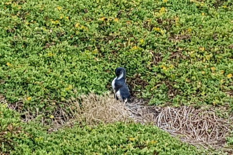 Phillip Island Private Experience - Holiday Sunshine Coast 8