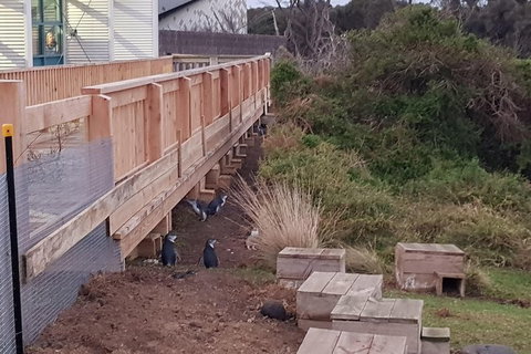 Phillip Island Private Experience - Holiday Sunshine Coast 13