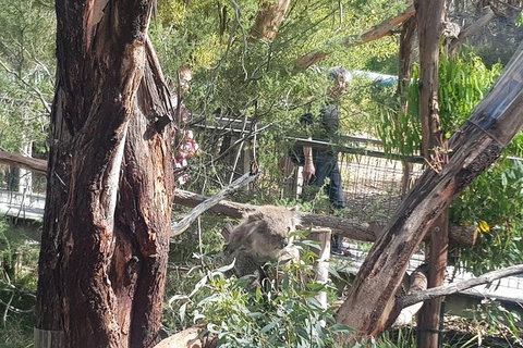 Phillip Island Private Experience - Holiday Sunshine Coast 7