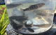 Skip The Line: Fishing Experience Ticket - Buxton Trout & Salmon - thumb 4