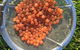 Skip The Line: Fishing Experience Ticket - Buxton Trout & Salmon - thumb 11