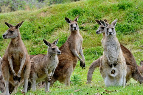 Full-Day Bus Tour Phillip Island Wildlife And Brighton Beach - Holiday Sunshine Coast 6