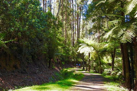 Half-Day Biking Activity From Aqueduct To California Redwoods - Sunshine Coast Tourism 2