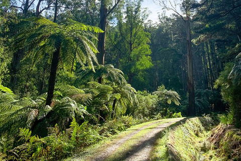 Half-Day Biking Activity From Aqueduct To California Redwoods - Sunshine Coast Tourism 1
