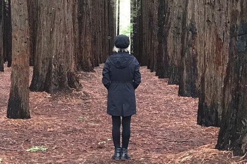 Half-Day Biking Activity From Aqueduct To California Redwoods - Sunshine Coast Tourism 0