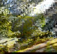 Private Aqueduct to California Redwoods Hiking Tour - Sunshine Coast Tourism