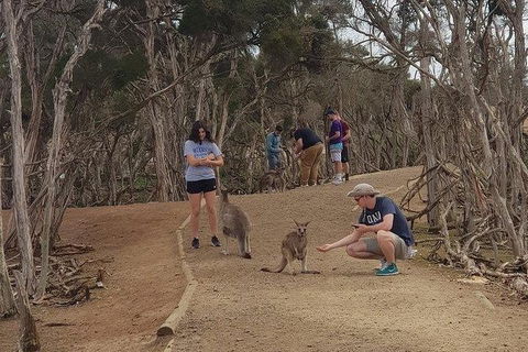 Phillip Island Penguin And Wildlife Tour - Holiday Sunshine Coast 34