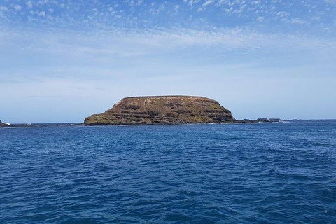 Phillip Island Penguin And Wildlife Tour - Holiday Sunshine Coast 17