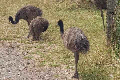 Phillip Island Penguin And Wildlife Tour - Holiday Sunshine Coast 32