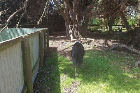 Phillip Island Penguin And Wildlife Tour - Holiday Sunshine Coast 5