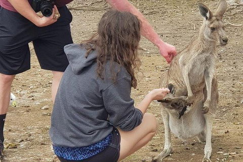 Phillip Island Penguin And Wildlife Tour - Holiday Sunshine Coast 12