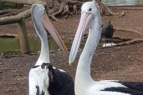 Phillip Island Penguin And Wildlife Tour - Holiday Sunshine Coast 6
