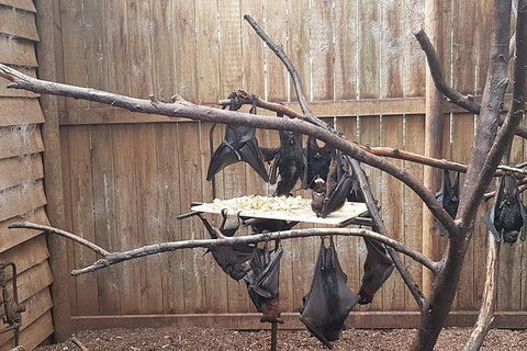 Phillip Island Penguin And Wildlife Tour - Holiday Sunshine Coast 31