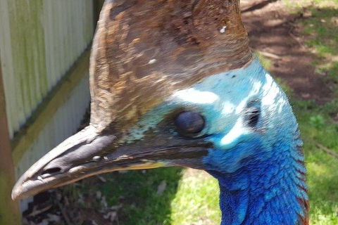 Phillip Island Penguin And Wildlife Tour - Holiday Sunshine Coast 19