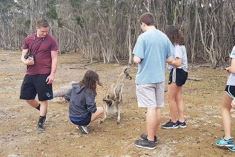Phillip Island Penguin And Wildlife Tour - Holiday Sunshine Coast 3