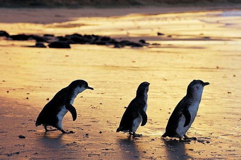 Phillip Island Penguin And Wildlife Tour - Holiday Sunshine Coast 13
