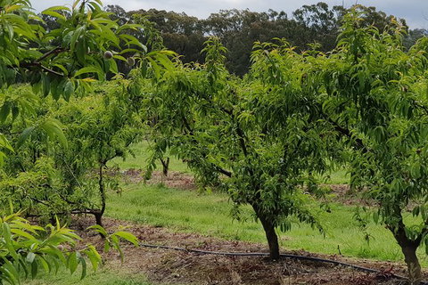 Yarra Valley Wineries And Rayners Orchard Tour From Melbourne - Sunshine Coast Tourism 27
