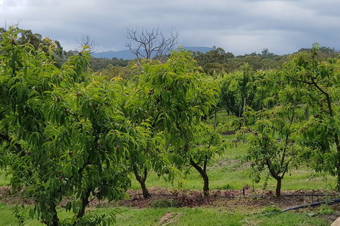 Yarra Valley Wineries And Rayners Orchard Tour From Melbourne - Sunshine Coast Tourism 16