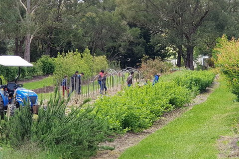 Yarra Valley Wineries And Rayners Orchard Tour From Melbourne - Sunshine Coast Tourism 3